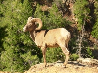 Bighorn on the Trail